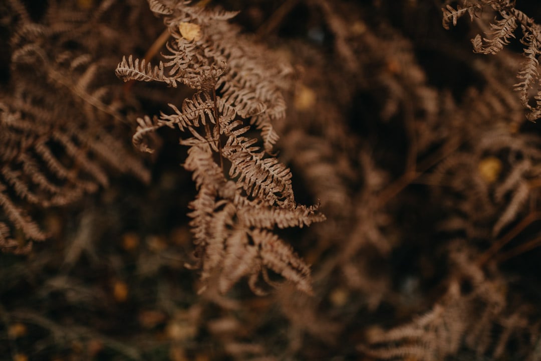 autumn fern in finnich glen