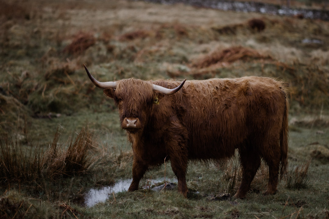 Isle of Mull highland coo