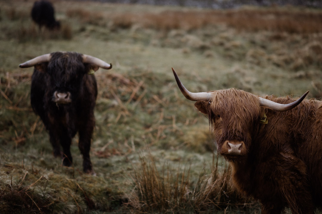 Isle of Mull highland coo