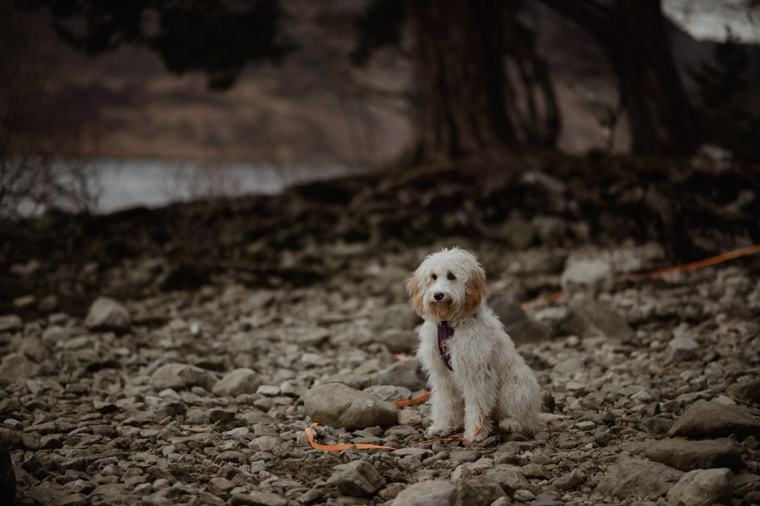 Dog at elopement in the Scottish Highlands, Torridon